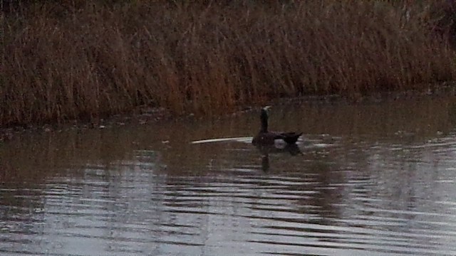 American Wigeon - ML646814560