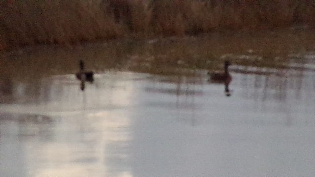 American Wigeon - ML646814561