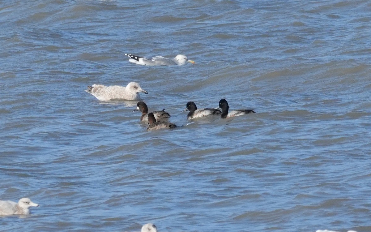 Lesser Scaup - ML646814563