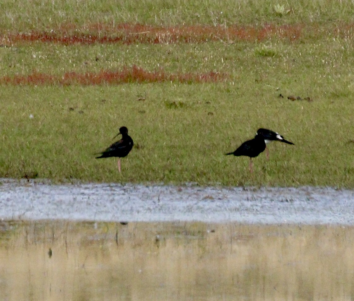 Black Stilt - ML646814566