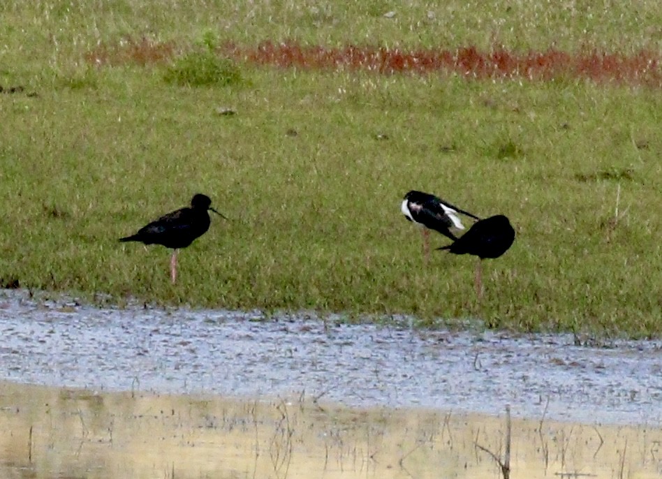 Black Stilt - ML646814568
