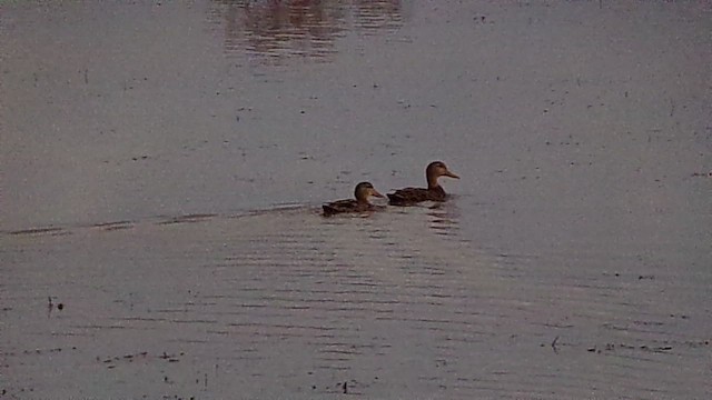 Mottled Duck - ML646814573