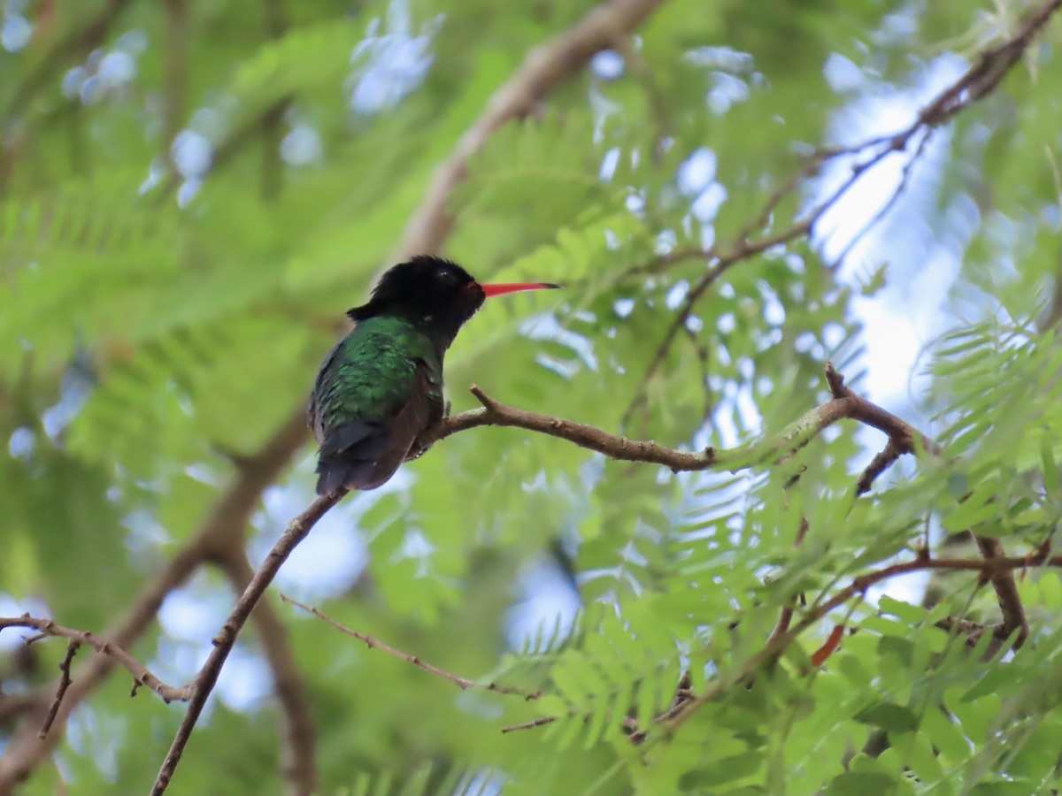 Red-billed Streamertail - ML646814574