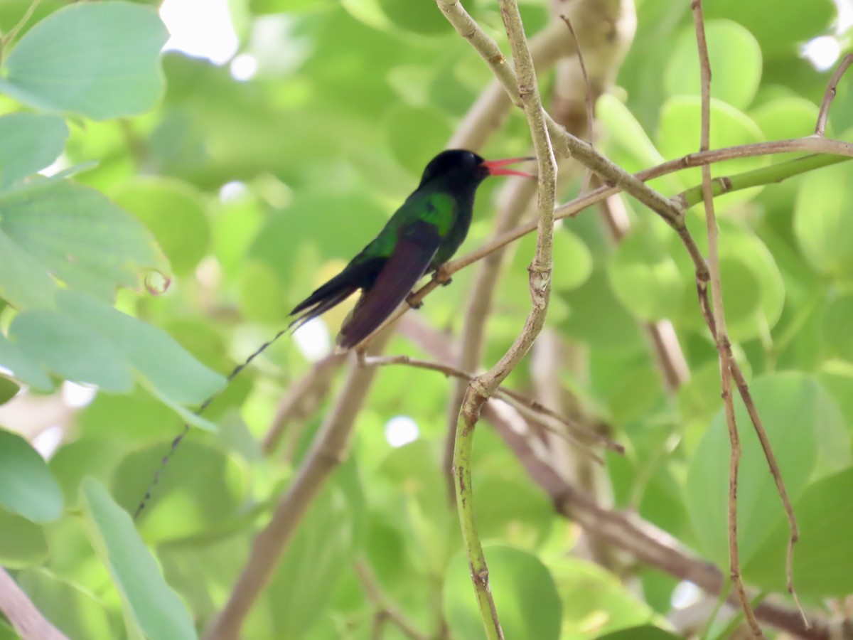 Red-billed Streamertail - ML646814575