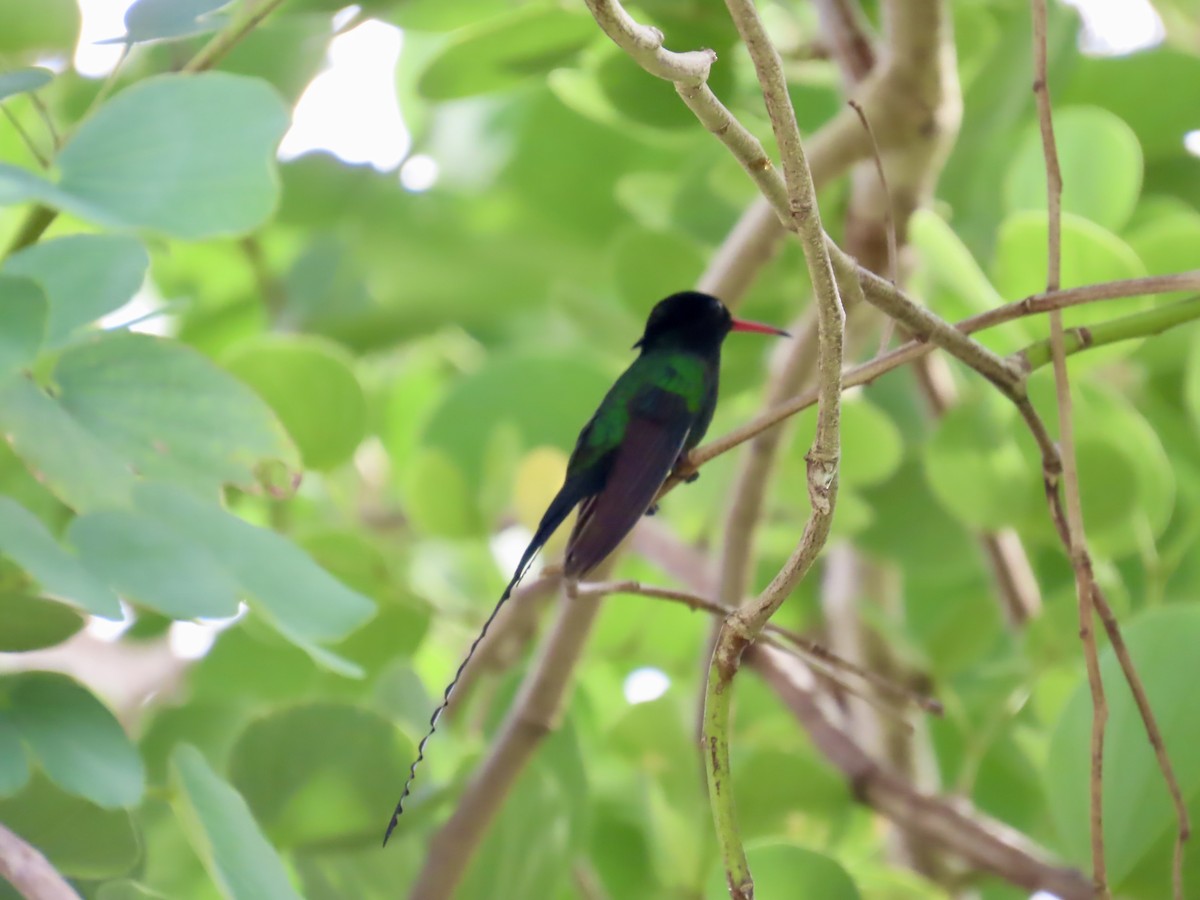 Red-billed Streamertail - ML646814576