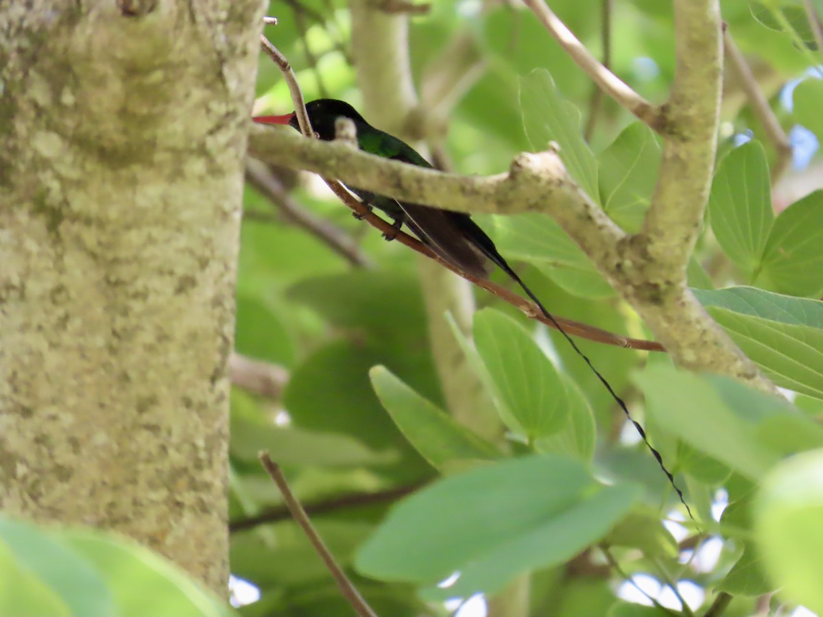 Red-billed Streamertail - ML646814577