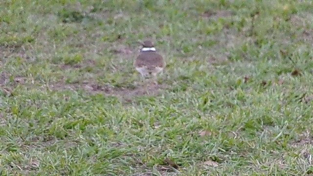 Killdeer - ML646814587