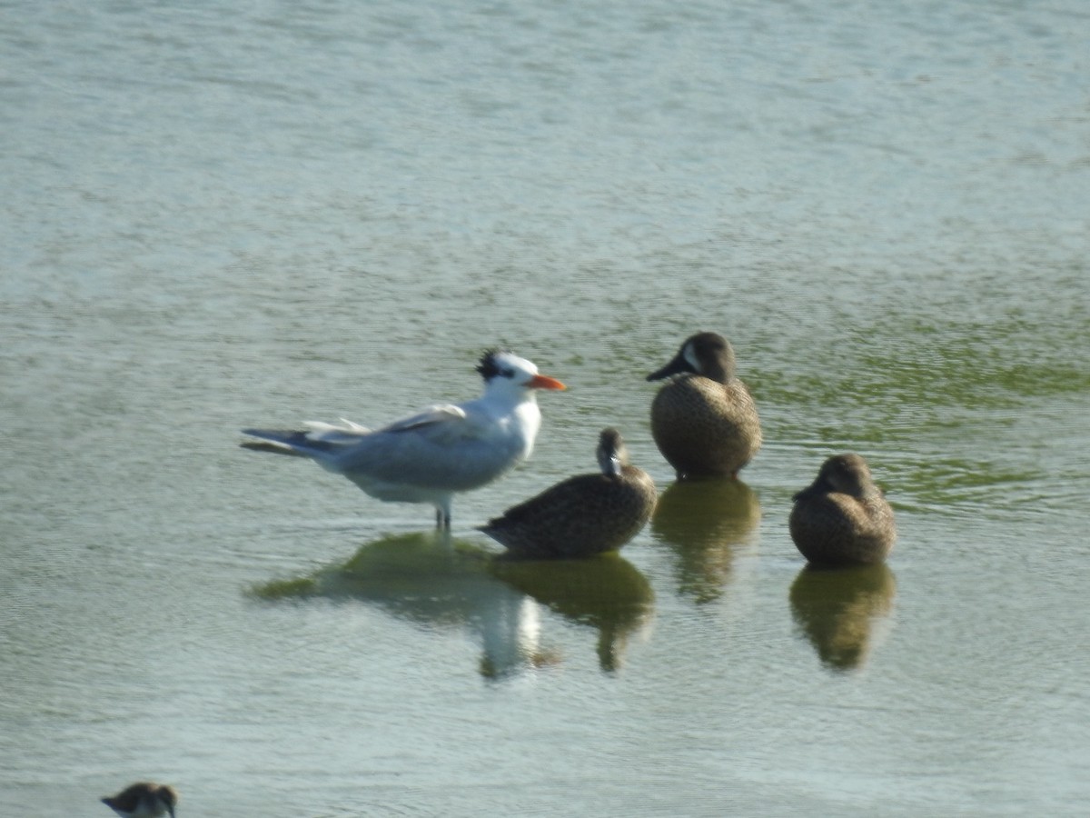 Royal Tern - ML646814588