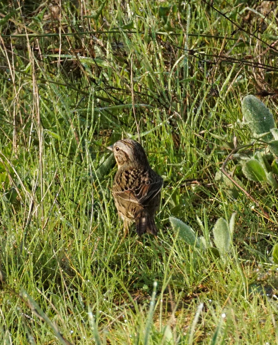Lincoln's Sparrow - ML646814589