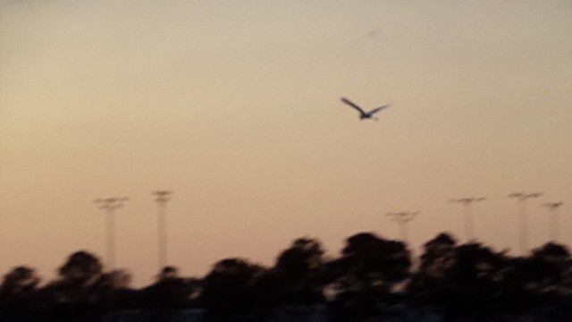 Great Egret - ML646814590