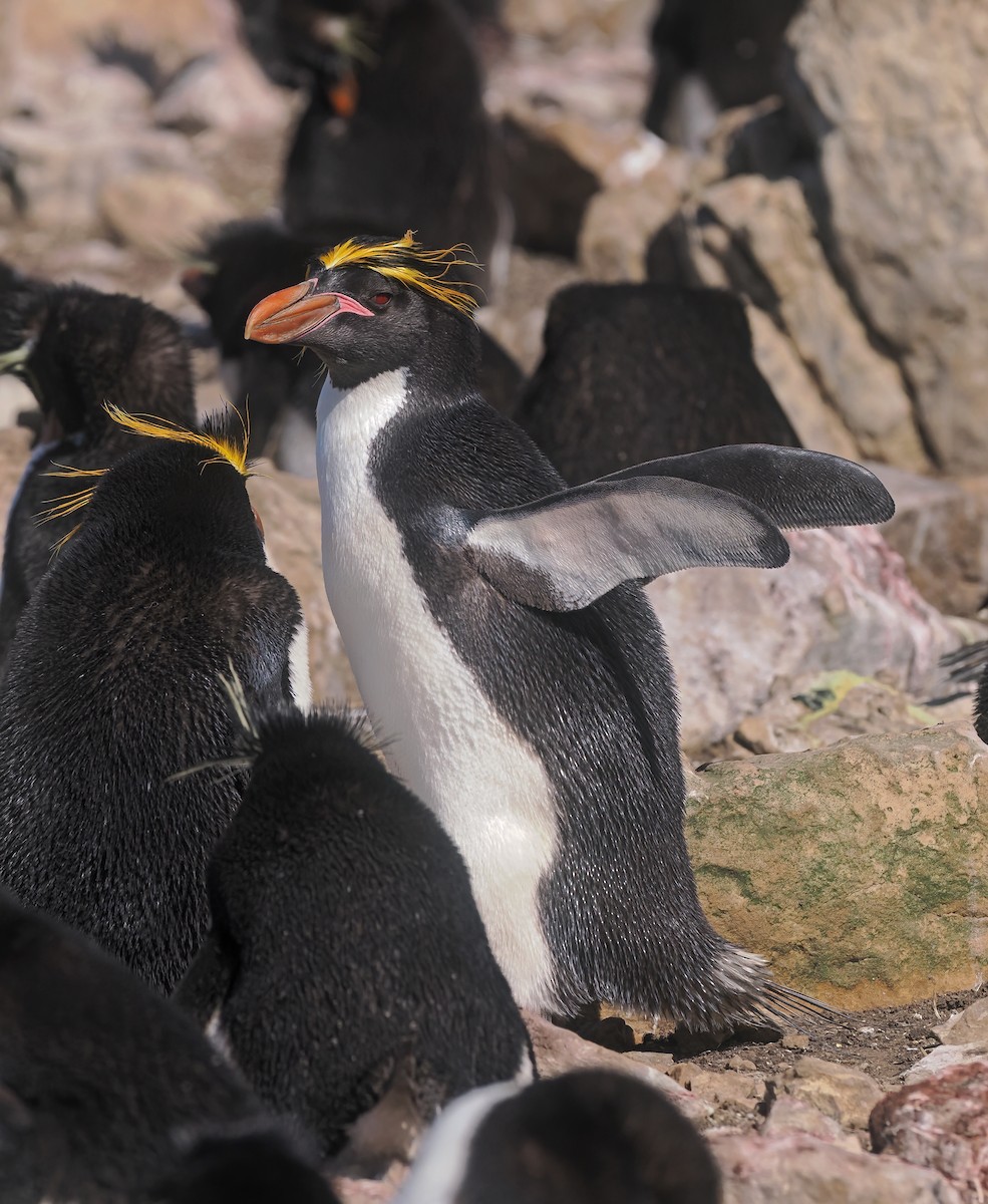 Macaroni Penguin - ML646814596