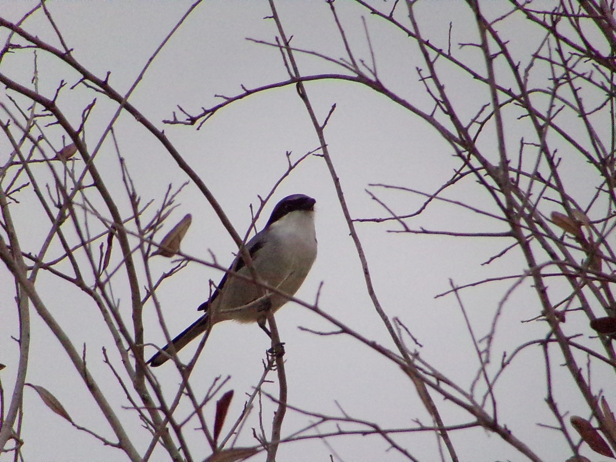 Loggerhead Shrike - ML646814597