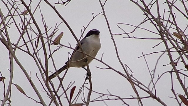 Loggerhead Shrike - ML646814598