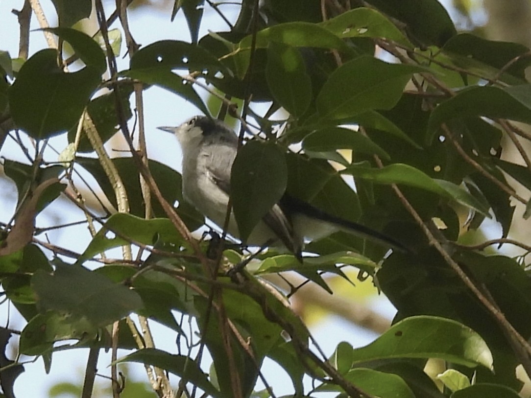 Амазонская комароловка - ML646814599