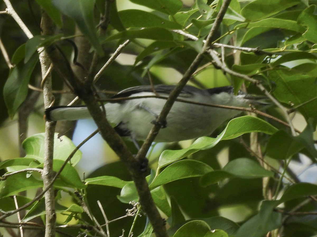 Амазонская комароловка - ML646814600