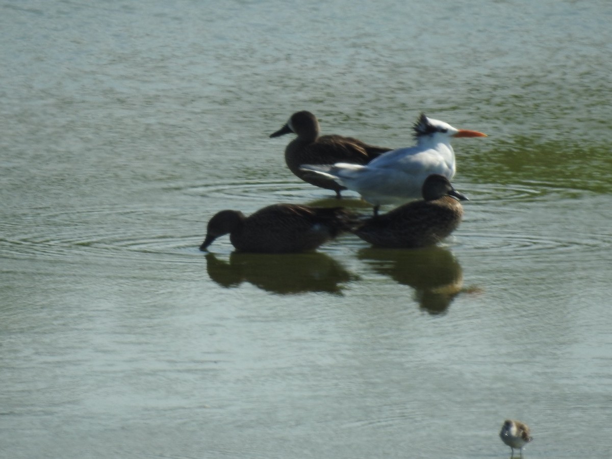 Royal Tern - ML646814601