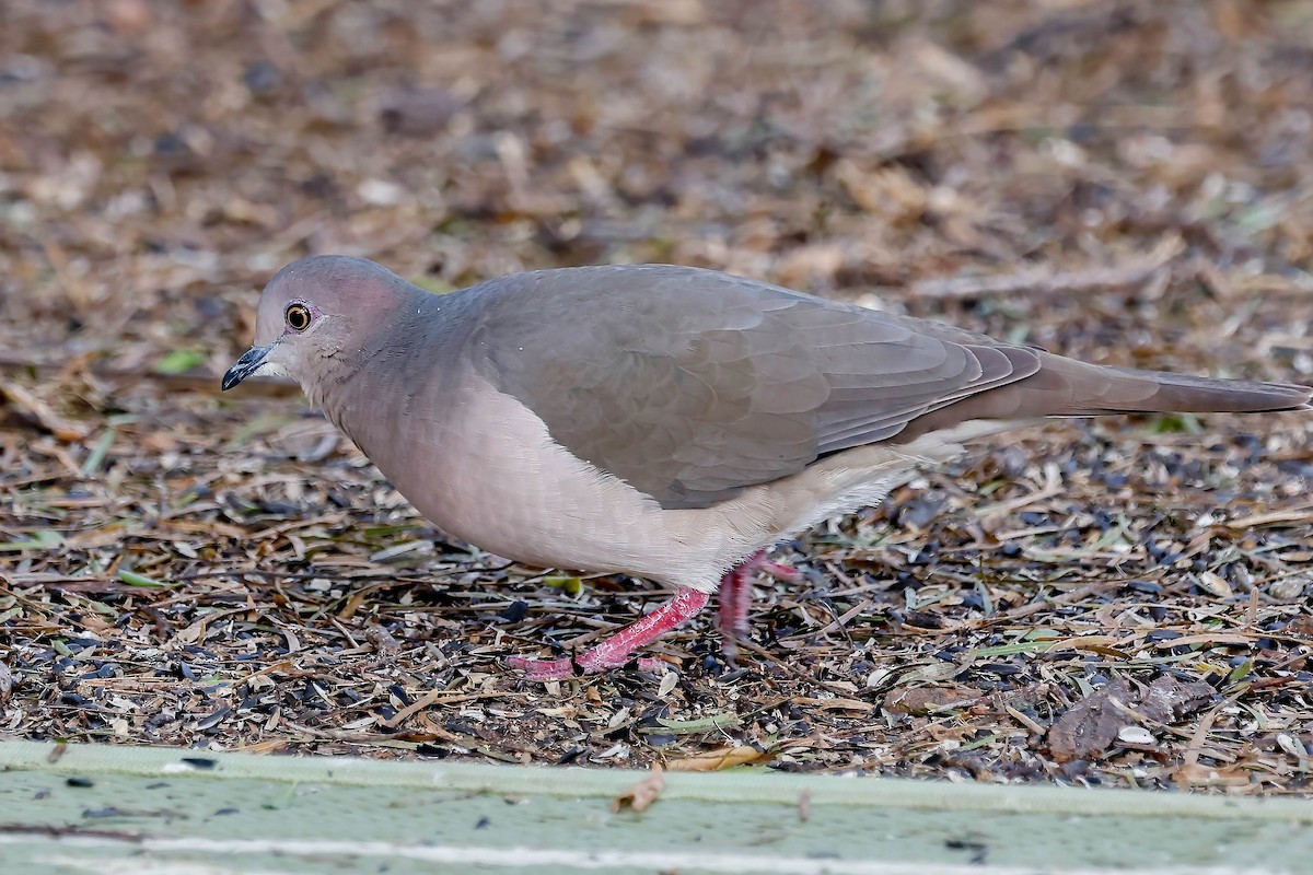 White-tipped Dove - ML646814608