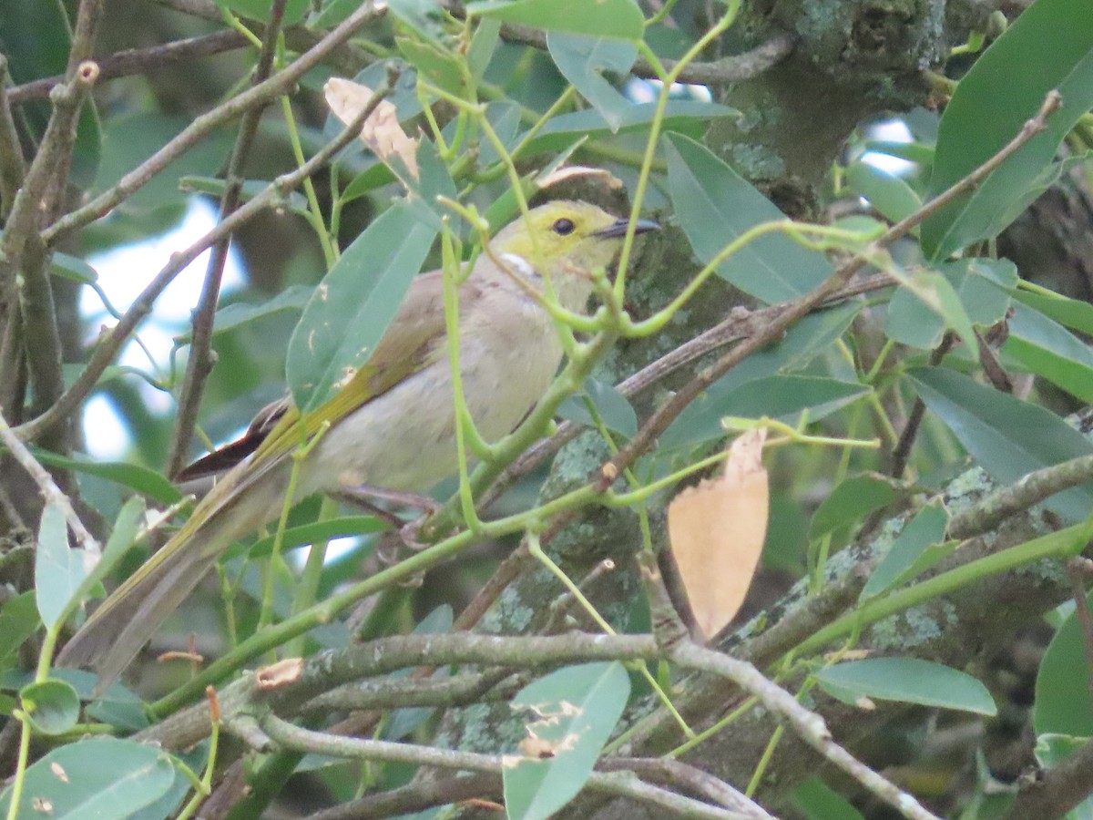 White-plumed Honeyeater - ML646814609