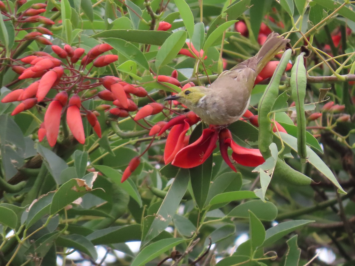 White-plumed Honeyeater - ML646814611
