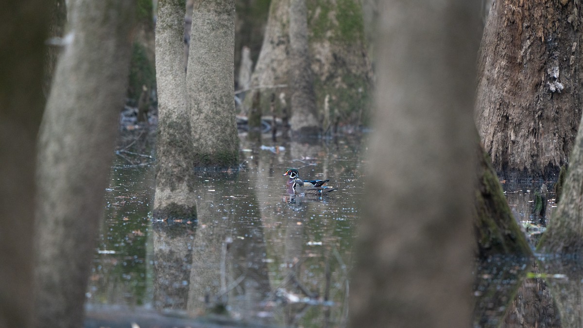 מנדרין אמריקני - ML646814618