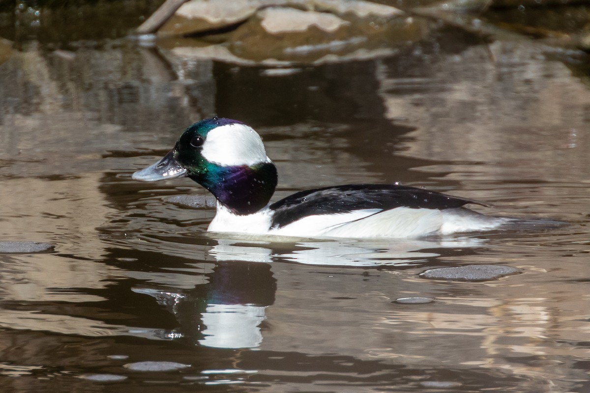 Ak Yanaklı Ördek - ML646814619