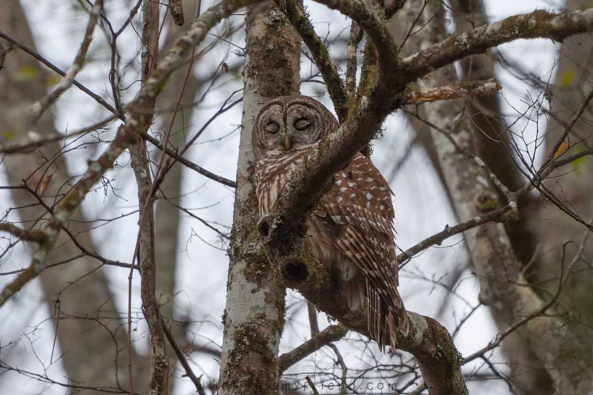 Barred Owl - ML646814624