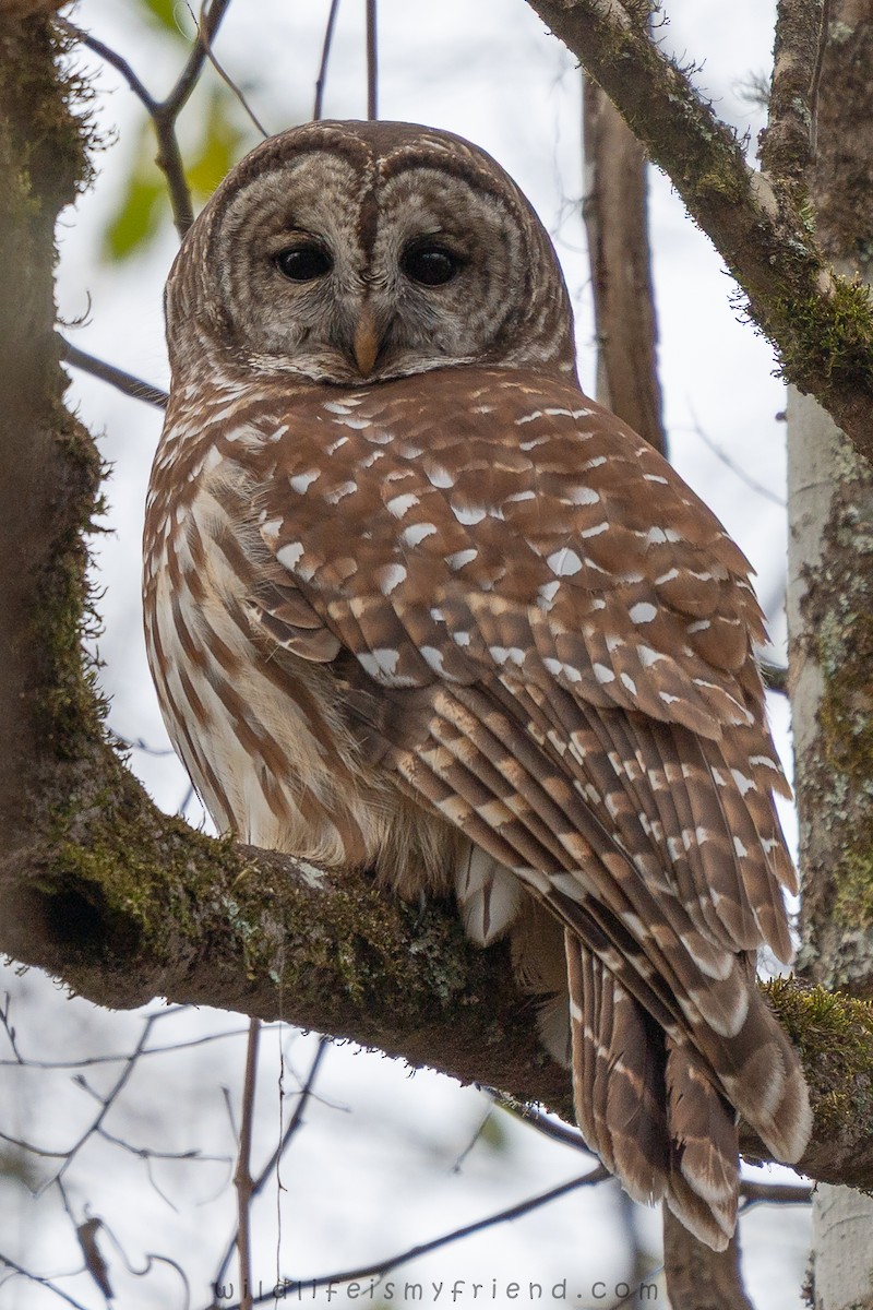 Barred Owl - ML646814630