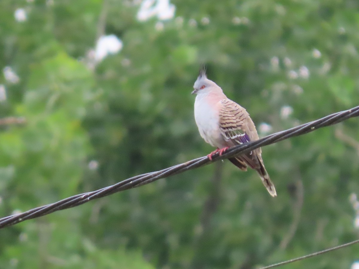 Crested Pigeon - ML646814631