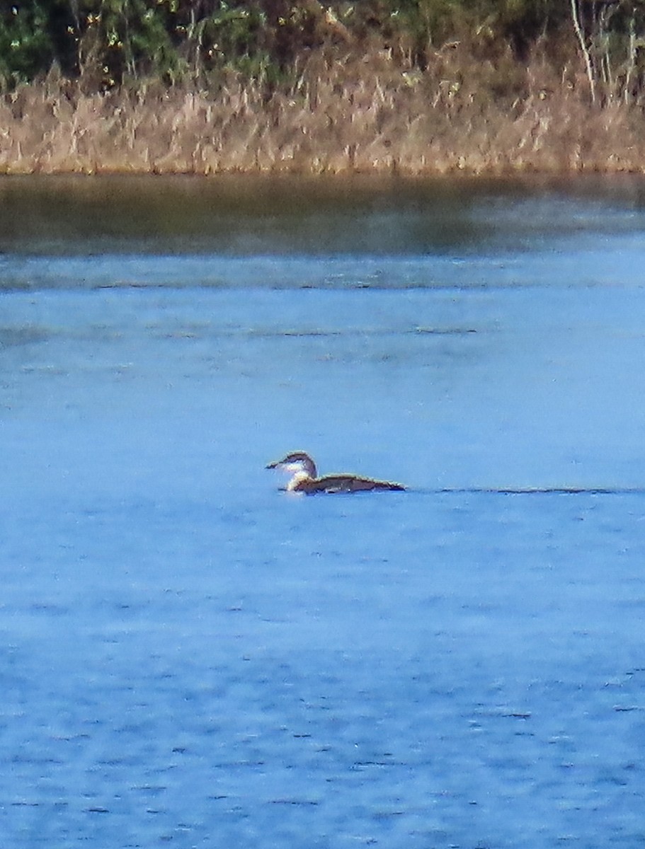 Common Loon - ML646814632