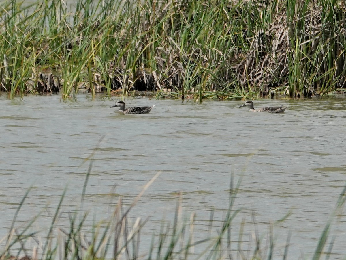 Marbled Duck - ML646814641