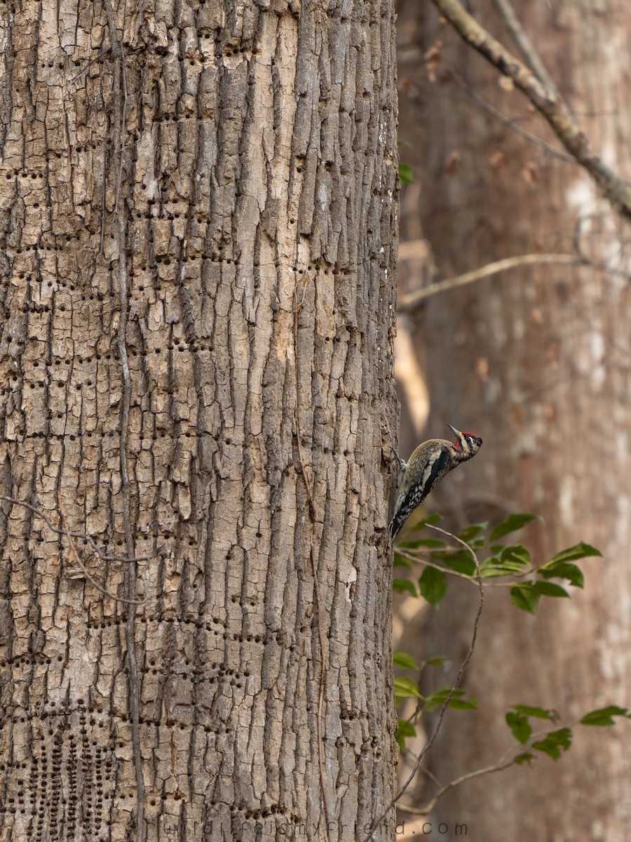 Gelbbauch-Saftlecker - ML646814642