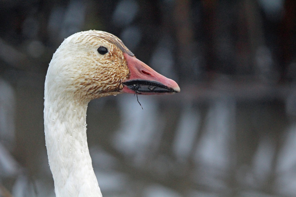 Snow Goose - ML646814643
