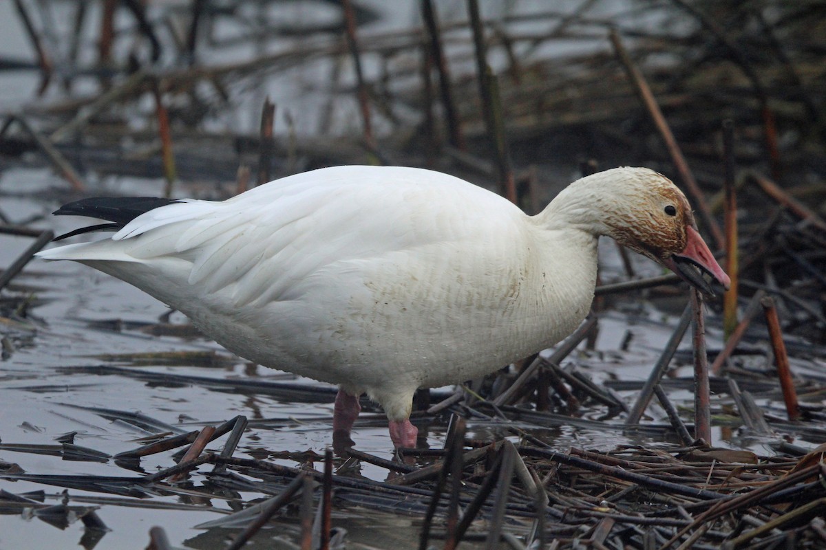 Snow Goose - ML646814644