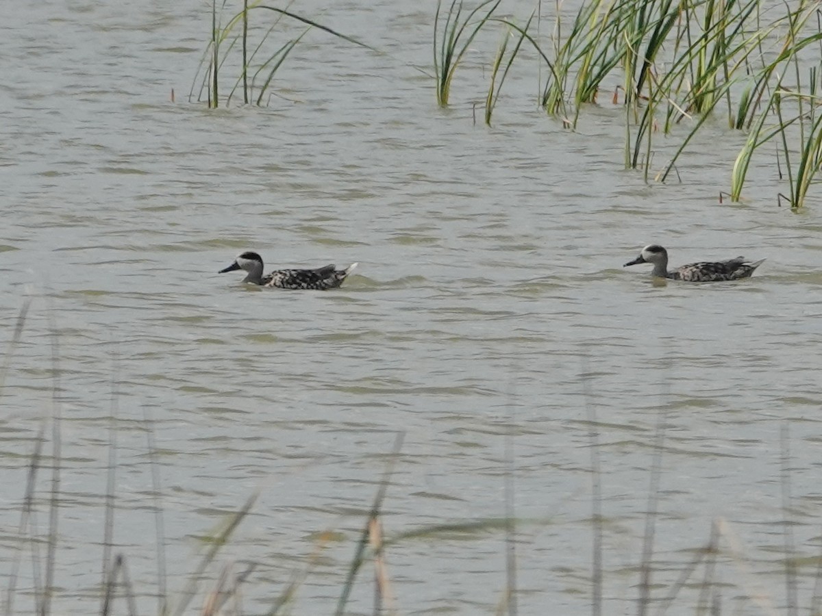 Marbled Duck - ML646814645