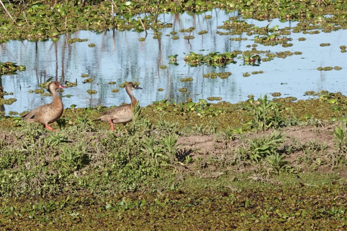 Brazilian Teal - ML646814647