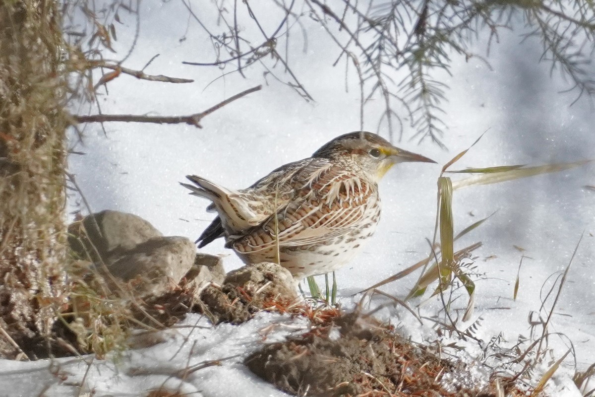 Western Meadowlark - ML646814649