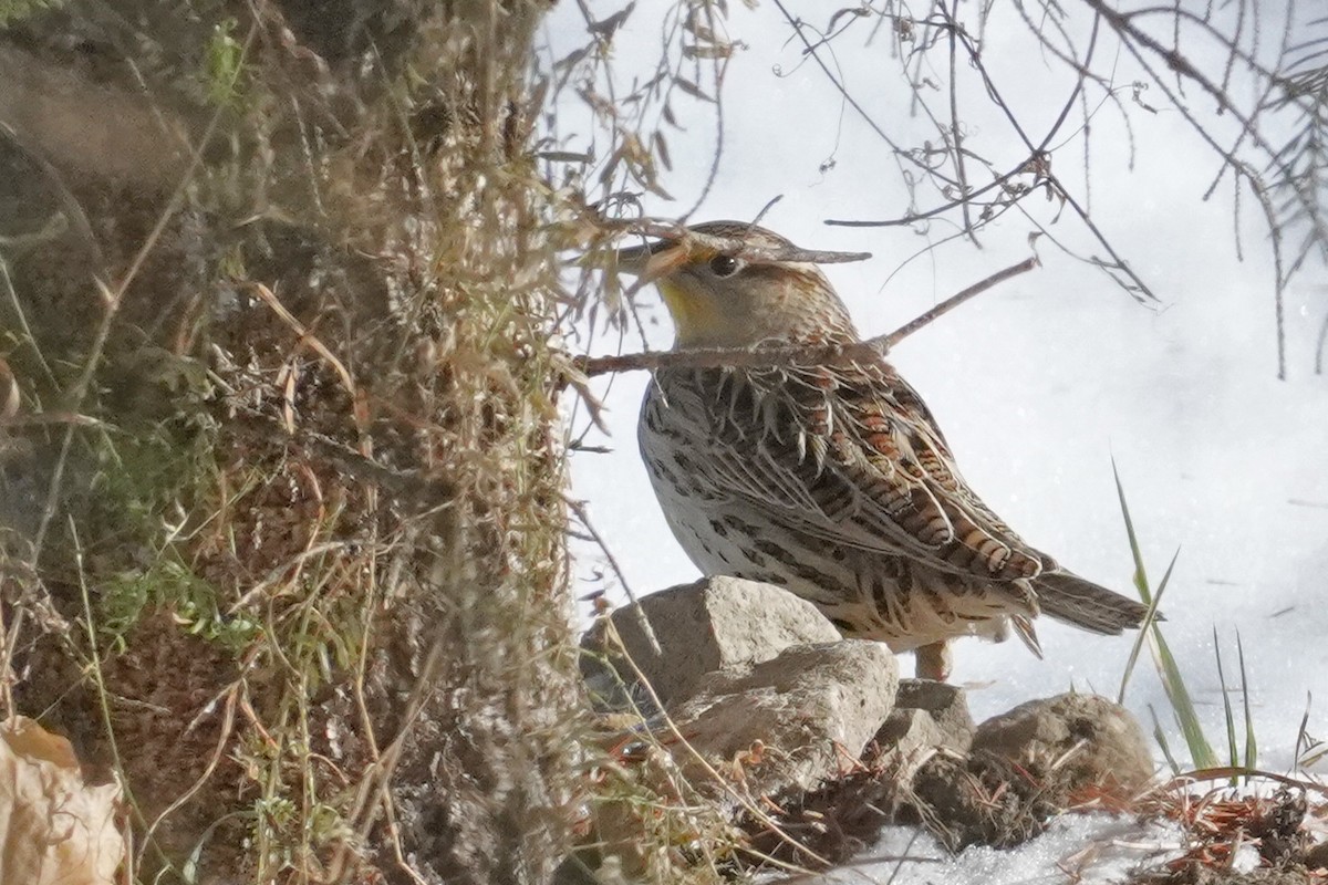 Western Meadowlark - ML646814650