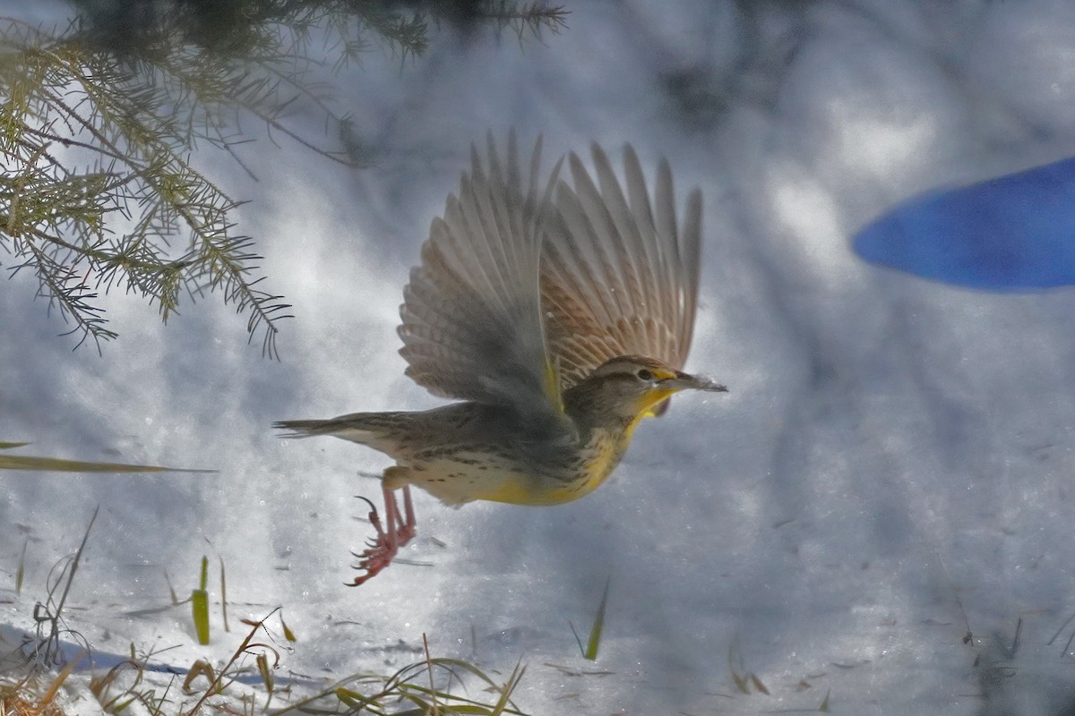 Western Meadowlark - ML646814651