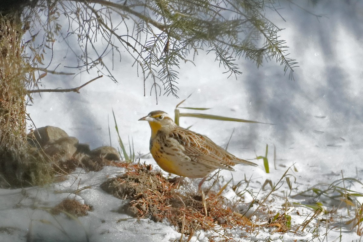 Western Meadowlark - ML646814652