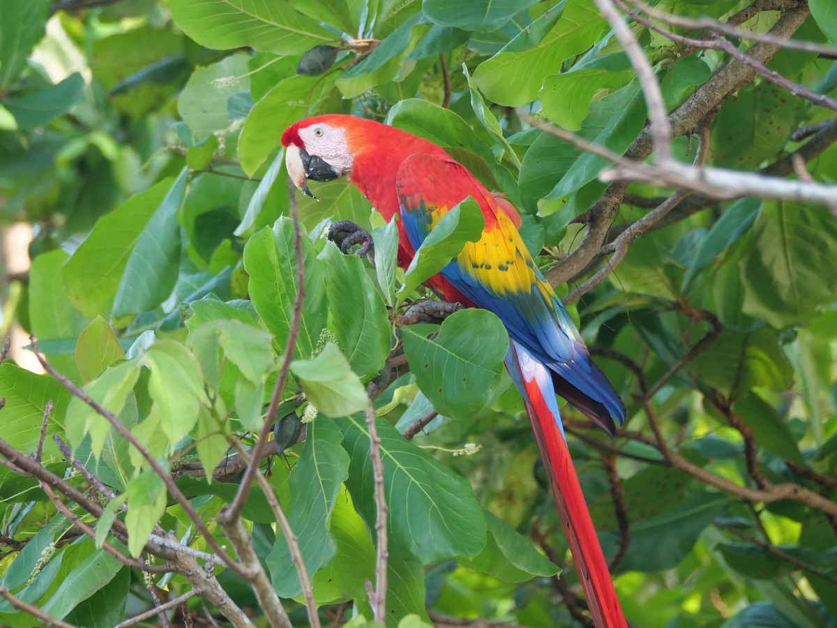 Scarlet Macaw - ML646814655