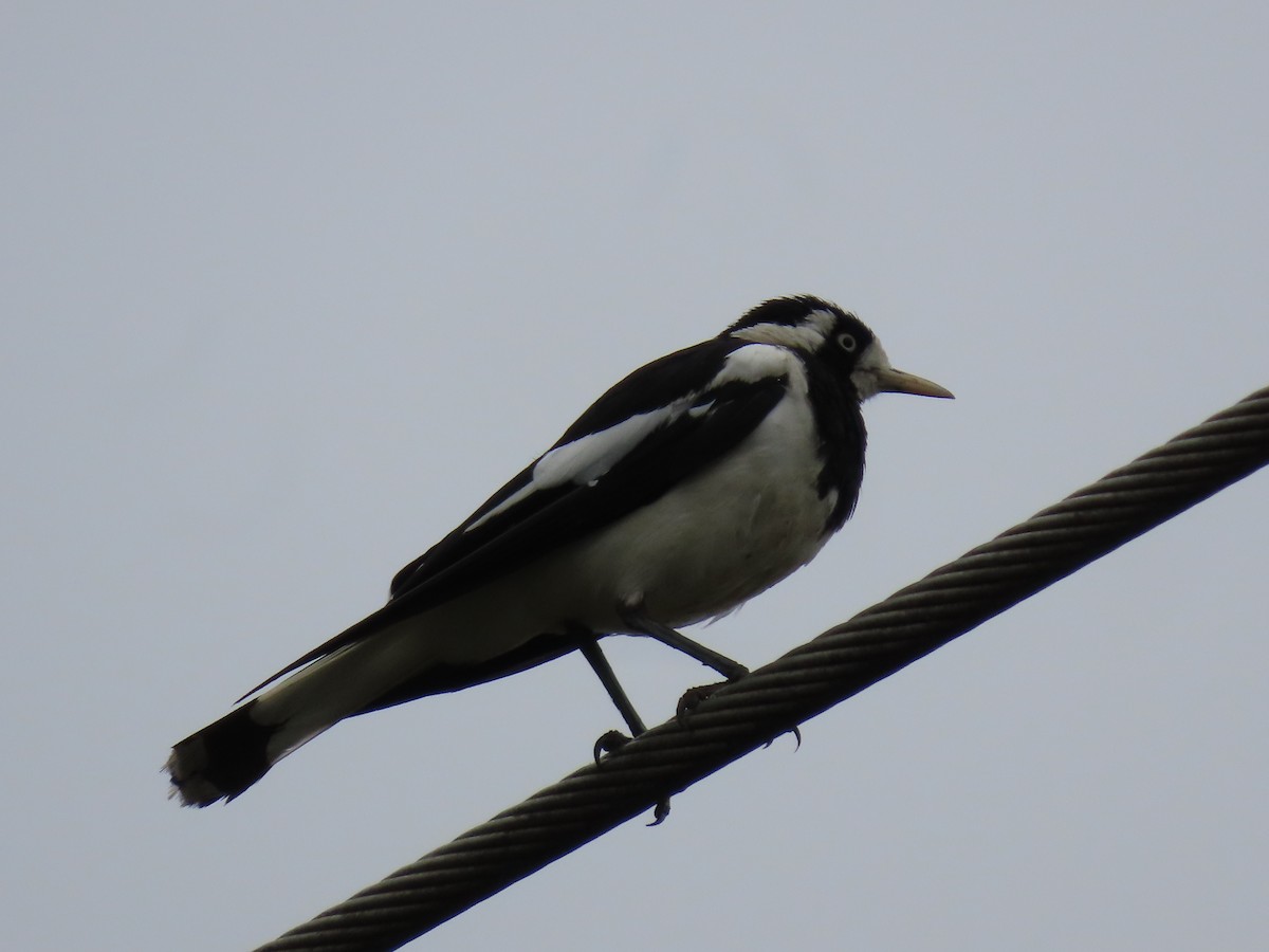 Magpie-lark - ML646814656