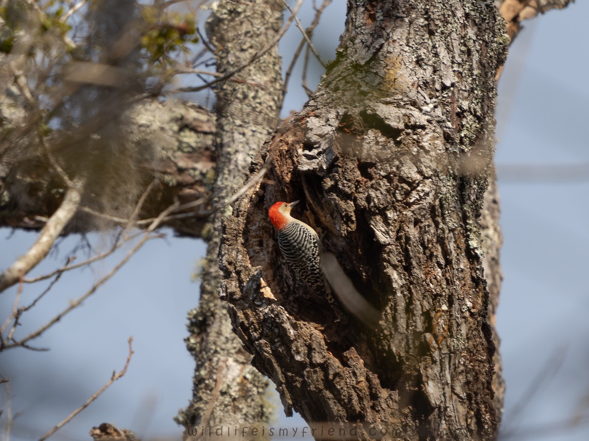 Red-bellied Woodpecker - ML646814657