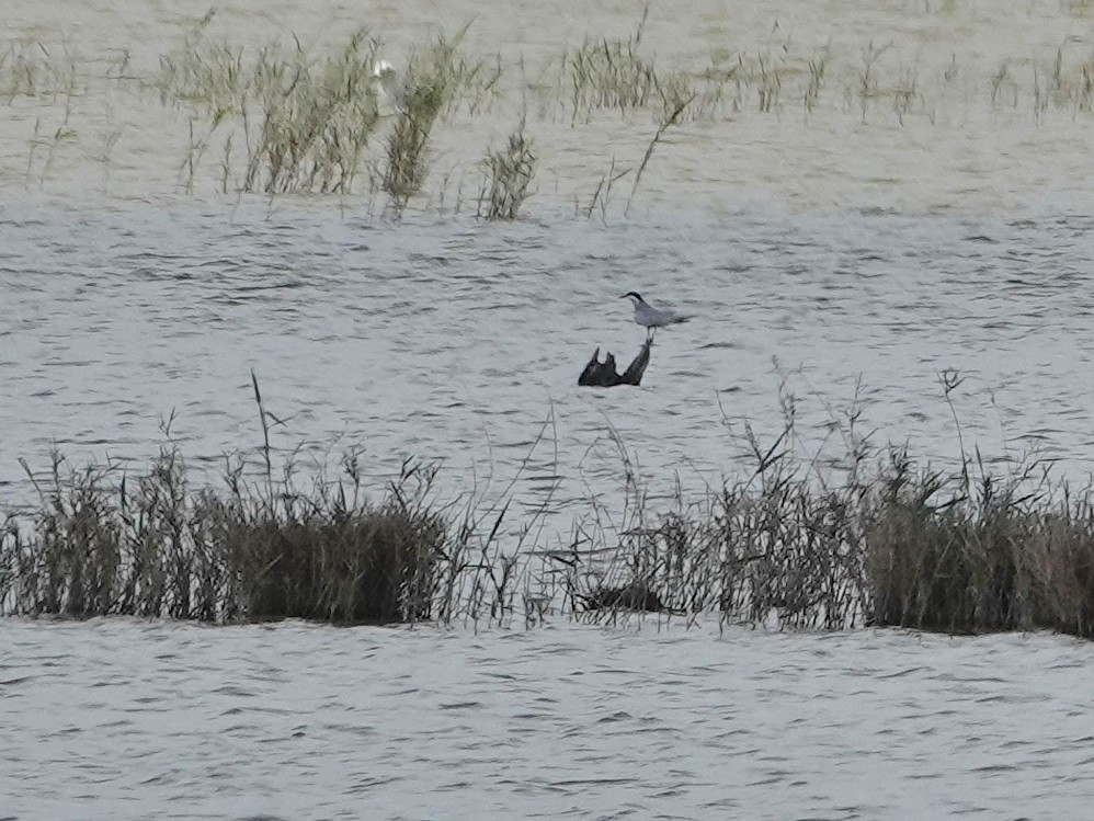 Collared Pratincole - ML646814661