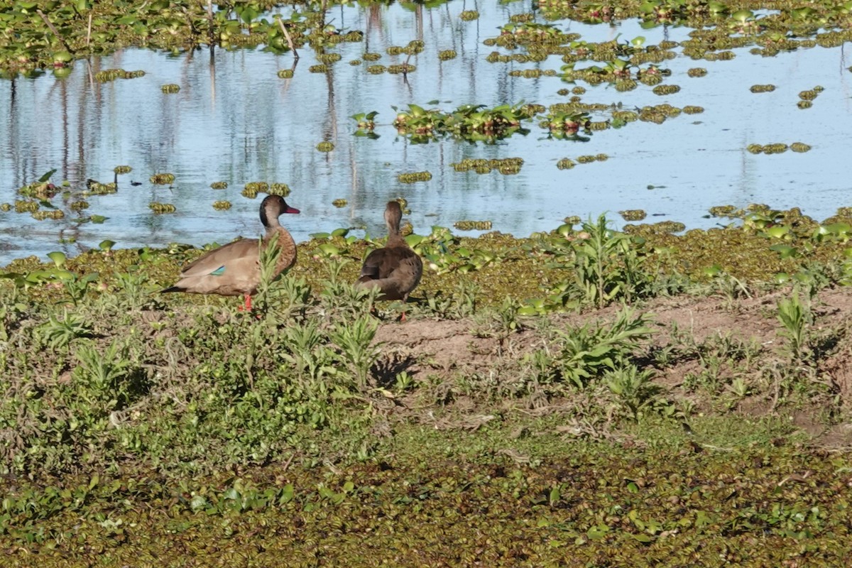 Brazilian Teal - ML646814669