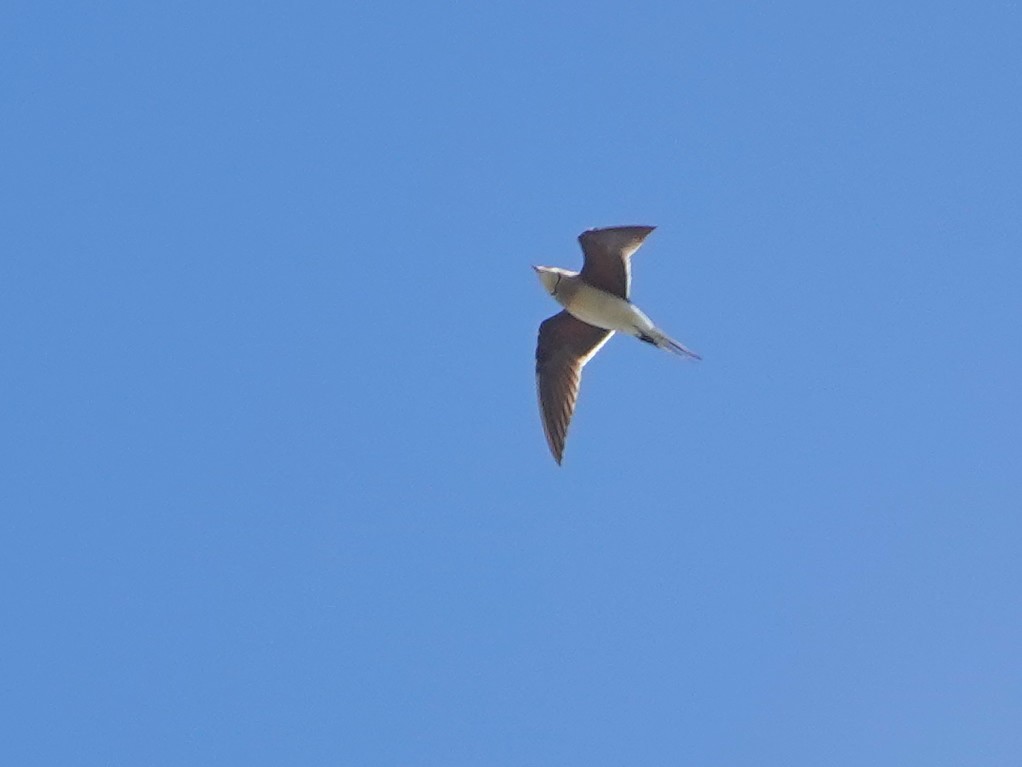 Collared Pratincole - ML646814671
