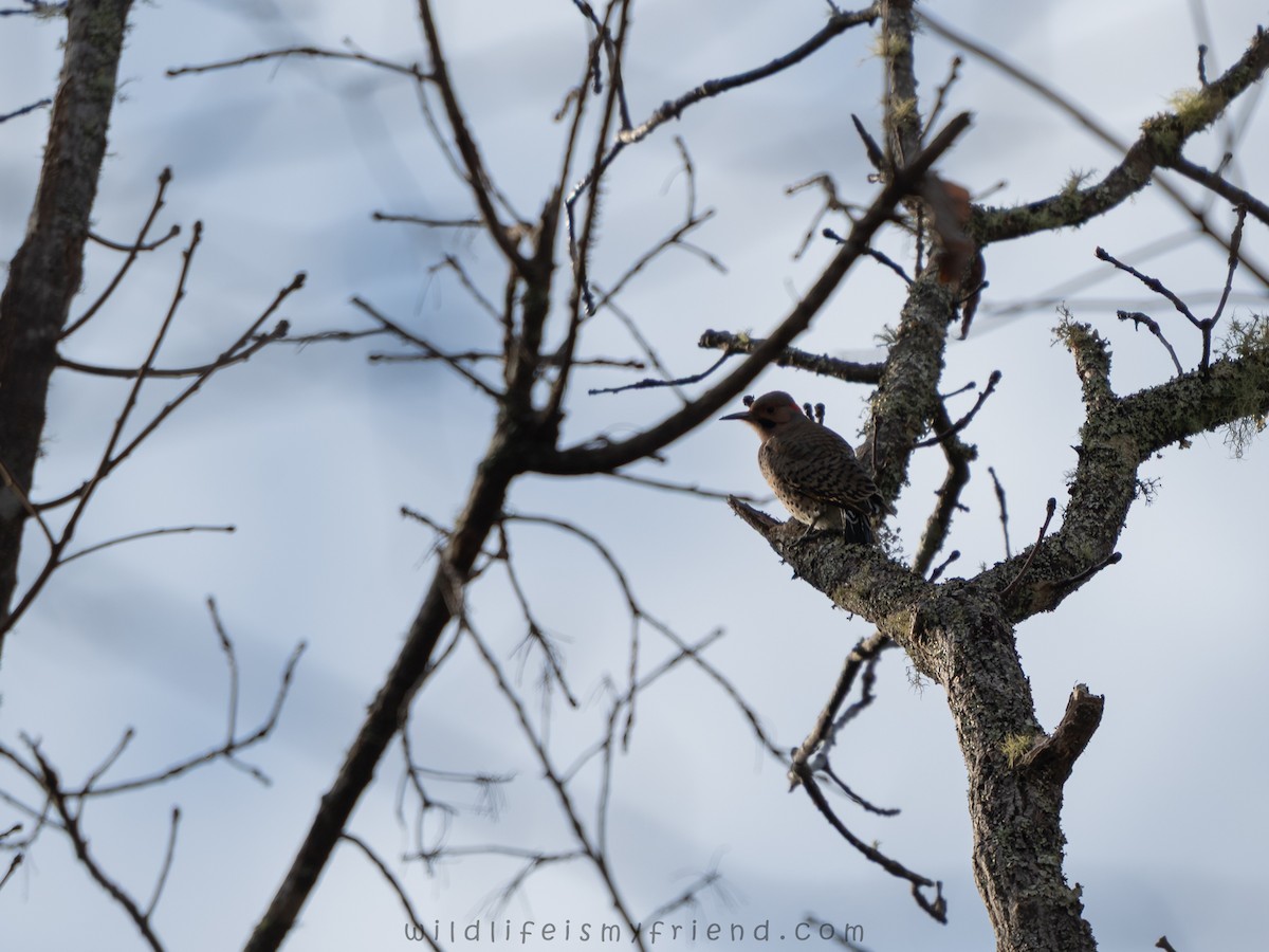 Northern Flicker - ML646814673