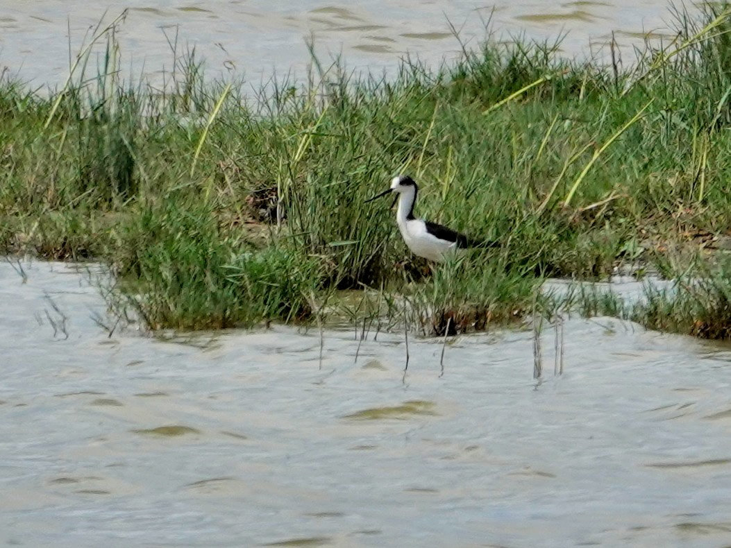 Black-winged Stilt - ML646814674