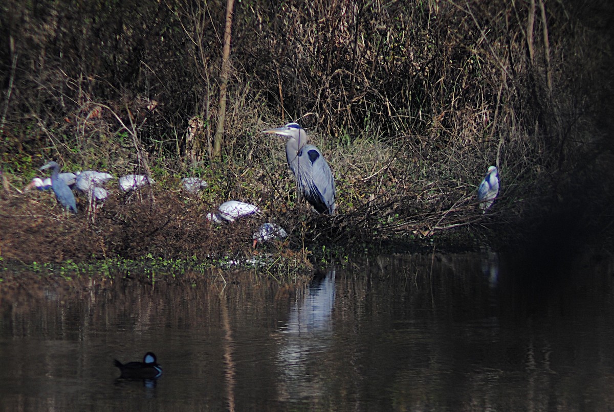 Great Blue Heron - ML646814675