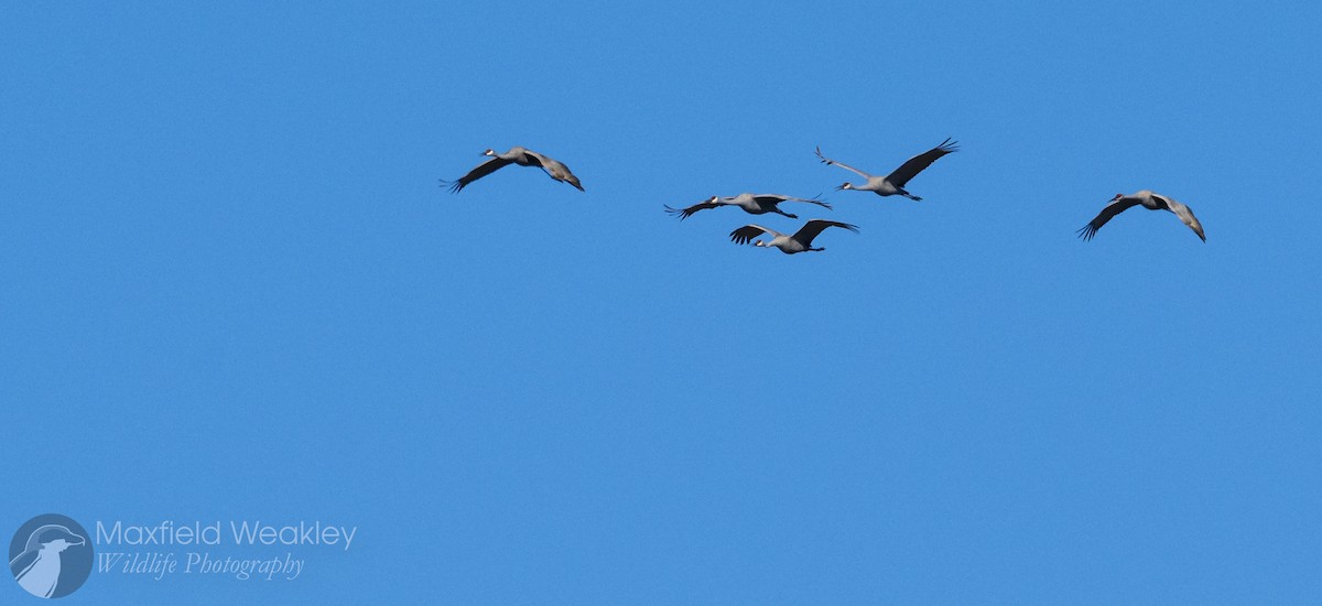 Sandhill Crane - ML646814676