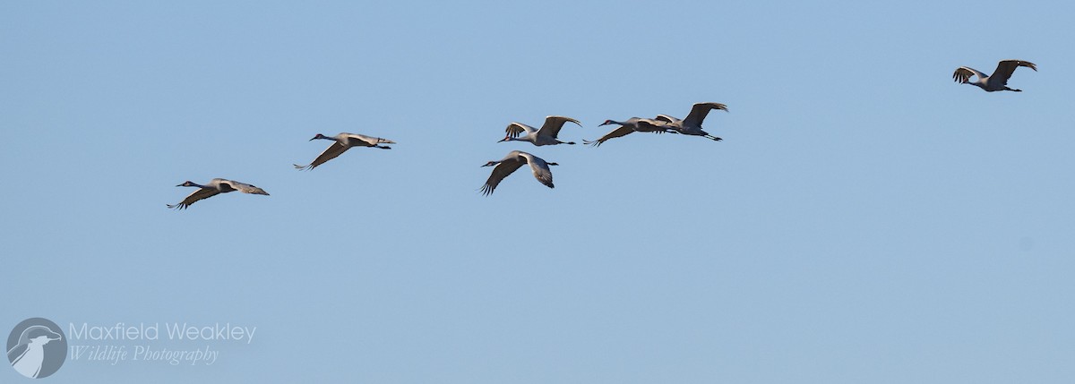 Sandhill Crane - ML646814677